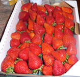 Sandy-FreshStrawberries