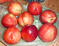Zab-Nectarines