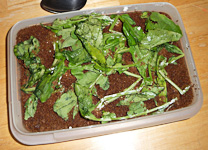 SomethingInBreadCrumbs